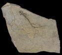 Permian Branchiosaur (Amphibian) Fossil - Germany #63616-1